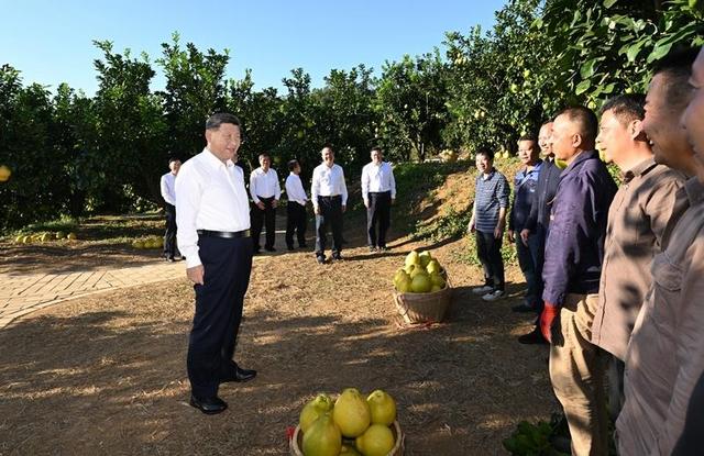 △2025年11月7日,广东梅州雁洋镇,习近平总书记在南福金柚种植基地考察时,同果农和农技人员亲切交流。