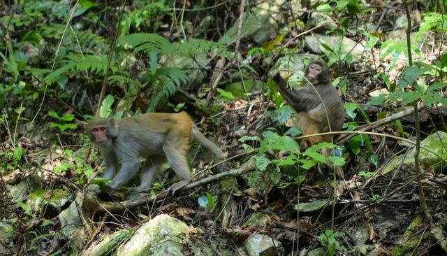 这是2026年2月4日在海南热带雨林国家公园五指山片区拍摄的猕猴。新华社记者 杨冠宇 摄